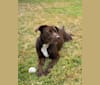 Hank, a Labrador Retriever and American Pit Bull Terrier mix tested with EmbarkVet.com