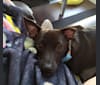 Iggy, a Chihuahua and Rat Terrier mix tested with EmbarkVet.com