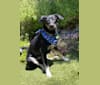 Murphy, an Australian Cattle Dog and Great Pyrenees mix tested with EmbarkVet.com
