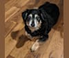 Jackson, a Chihuahua and Dachshund mix tested with EmbarkVet.com