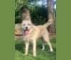 Toby, a Mastiff and Anatolian Shepherd Dog mix tested with EmbarkVet.com