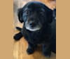 Daisy Mae, a Dachshund and Labrador Retriever mix tested with EmbarkVet.com