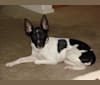 Photo of Taylor, a Rat Terrier  in Ohio, USA