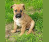 Piper, an American Pit Bull Terrier and Dutch Shepherd mix tested with EmbarkVet.com