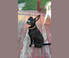 Gator, a Border Collie and Anatolian Shepherd Dog mix tested with EmbarkVet.com