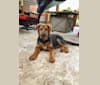 Finn, a German Shepherd Dog and Golden Retriever mix tested with EmbarkVet.com