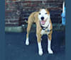 Welles, an American Pit Bull Terrier and Shetland Sheepdog mix tested with EmbarkVet.com
