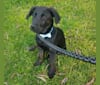 Edgar, a Labrador Retriever and German Shepherd Dog mix tested with EmbarkVet.com