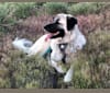 Daisy, a Great Pyrenees and Maremma Sheepdog mix tested with EmbarkVet.com