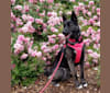 Luna, a Siberian Husky and German Shepherd Dog mix tested with EmbarkVet.com