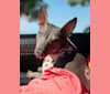 Photo of Louie, an American Hairless Terrier  in Cuyahoga Falls, OH, USA