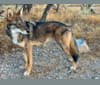 Cilantro, a Border Collie and Coyote mix tested with EmbarkVet.com