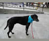 Cooper, a Gordon Setter and Border Collie mix tested with EmbarkVet.com