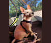 Photo of Marty, an American Pit Bull Terrier, Chihuahua, Australian Cattle Dog, and Mixed mix in Louisiana, USA