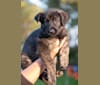 Doris, a German Shepherd Dog and Irish Wolfhound mix tested with EmbarkVet.com