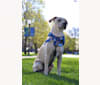 Riley Titan, an American Pit Bull Terrier and German Shepherd Dog mix tested with EmbarkVet.com