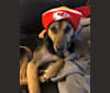 Waldo, a Southeast Asian Village Dog tested with EmbarkVet.com