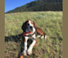Hardy, a Treeing Walker Coonhound tested with EmbarkVet.com