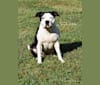 Willow, an American Bully tested with EmbarkVet.com
