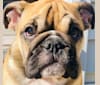 Matilda, a Bulldog tested with EmbarkVet.com