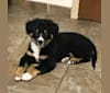 Photo of Koda, an Australian Cattle Dog, Rottweiler, Labrador Retriever, German Shepherd Dog, Chow Chow, English Springer Spaniel, and Collie mix in South Dakota, USA