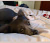 Squirrell, a Chihuahua and Rat Terrier mix tested with EmbarkVet.com