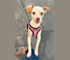 Chloé, a Chihuahua and Miniature Schnauzer mix tested with EmbarkVet.com