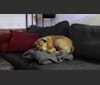 Sally, a Redbone Coonhound and Labrador Retriever mix tested with EmbarkVet.com