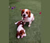 Ruby Rose, a Cavalier King Charles Spaniel and English Cocker Spaniel mix tested with EmbarkVet.com