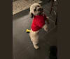 Cooper, a Poodle (Small) and Pekingese mix tested with EmbarkVet.com