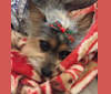 Photo of Zippy, a Chihuahua and Silky Terrier mix in Burrillville, Rhode Island, USA