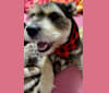 Photo of Bruno, a Bulldog and Miniature Schnauzer mix in Glen St Mary, Florida, USA