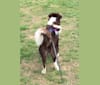 Zeb, a Border Collie and Anatolian Shepherd Dog mix tested with EmbarkVet.com