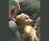 Jasper Lea, a Goldendoodle tested with EmbarkVet.com