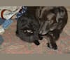 Ben-Oni, a Labrador Retriever and Australian Cattle Dog mix tested with EmbarkVet.com