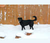 Photo of Riley, a Weimaraner, Labrador Retriever, Australian Cattle Dog, and Chow Chow mix in Denver, Colorado, USA