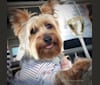 Porter, a Silky Terrier tested with EmbarkVet.com