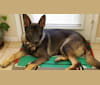 Jack Rye of Eufaula, a German Shepherd Dog tested with EmbarkVet.com