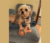 Cullen, a Chihuahua and Poodle (Small) mix tested with EmbarkVet.com