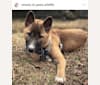 The Wizard’s Koga Tāne, a New Guinea Singing Dog tested with EmbarkVet.com