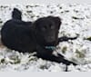 Barrett (Bear), a German Shepherd Dog and Golden Retriever mix tested with EmbarkVet.com