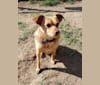 Photo of James Dean Bonham, a Chihuahua, Miniature Pinscher, Chow Chow, Pomeranian, and Mixed mix in King City, California, USA