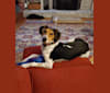 Buxton, an American Foxhound and Beagle mix tested with EmbarkVet.com