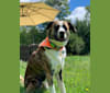 Jax, a Boxer and Labrador Retriever mix tested with EmbarkVet.com