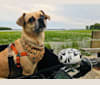 Photo of PITA, a Pug, Chihuahua, Shih Tzu, Beagle, Boston Terrier, and Mixed mix in Perrysburg, Ohio, USA