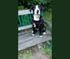 Kona, an American Bully and Bernese Mountain Dog mix tested with EmbarkVet.com