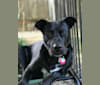 Jackson, an American Bully and German Shepherd Dog mix tested with EmbarkVet.com