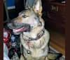 ZIVA, a German Shepherd Dog tested with EmbarkVet.com