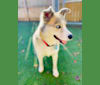 Sam, a Siberian Husky and Treeing Walker Coonhound mix tested with EmbarkVet.com