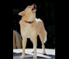 Damon, a Samoyed and German Shepherd Dog mix tested with EmbarkVet.com
